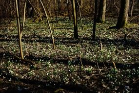 field of snowdrops in the forest in spring