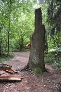 broken tree in the forest in spring