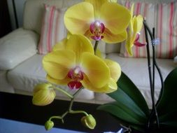 yellow orchids on the background of the sofa