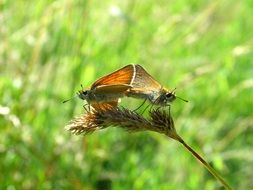 Two butterflies on the meadow close-up on blurred background