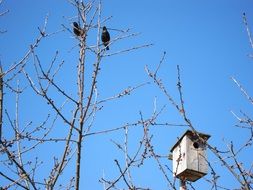 two black birds and a wooden birdhouse on a tree