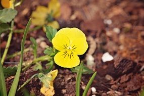 pansy yellow flower macro photo