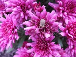spider insect nature