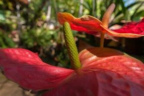 anthurium, crassinervium, blooming tropical plant