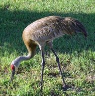 bird crane sandhill nature animal