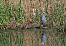 heron bird standing water