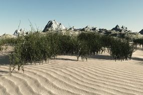 sandy wild beach