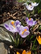 Beautiful blooming purple and orange crocus flowers in spring garden