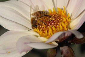 bees on a white camomile