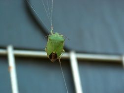 Close-up of the green Stinkwanze insect