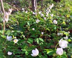 Anemones, spring wild flowers