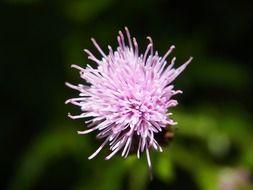 light pink flower blossom close-up