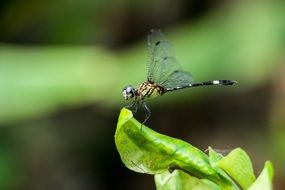 dragonfly on the edge of the green leaf