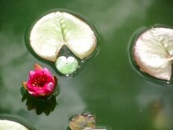 tiny water lily