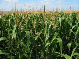 landscape of green corn field