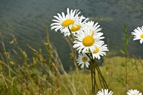 White and yellow flowers near the water in spring
