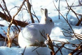 White arctic hare