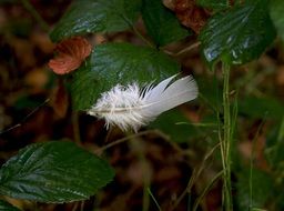 feather on green leaves in the forest