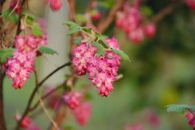 bush with small pink flowers close-up