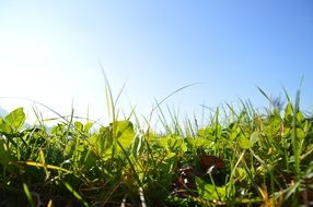 green grass in the sun