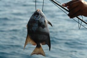 sea fish on the hook