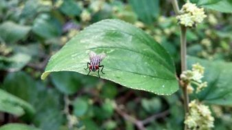 fly sits on green leaf in the garden