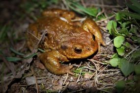 a frog in the Czech Republic forest