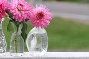 dahlia in vase