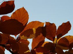 brown leaves of the European beech against the sky