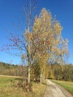 rural road along the birch trees on a sunny day