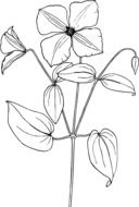 flower plant bloom drawing