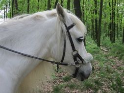 incredibly beautiful pony