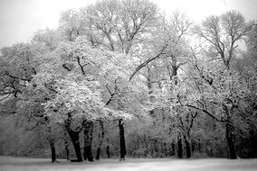 Black and white photo of wintry forest