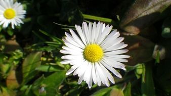 daisy flowers in the grass