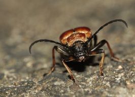 long horned beetle closeup