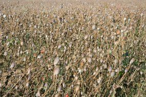 dry poppy field