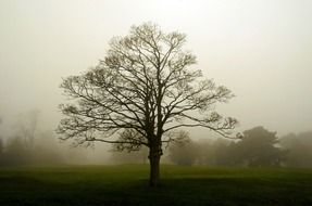 wonderful fog landscape