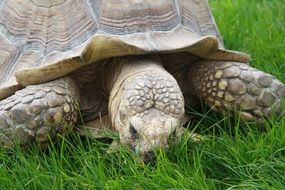 giant turtle on grass