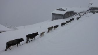 cattle walking in the snow