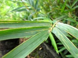 palm leaves closeup