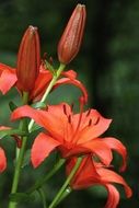 blooming flowers on lily