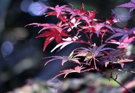 red leaves of a tree in the sun close-up on blurred background