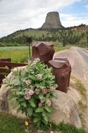 wildflowers on the mountain near the devil's tower