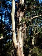 Dry tree without bark in the forest