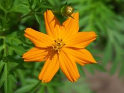 orange flower on a green bush