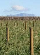 Landscape of table mountain and wheat field