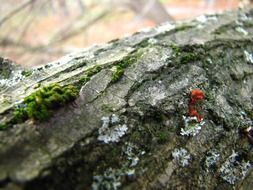 gentle and cute mushroom moss