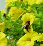bee on a yellow flower in the garden