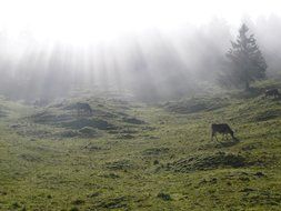 cow in a sunlit meadow