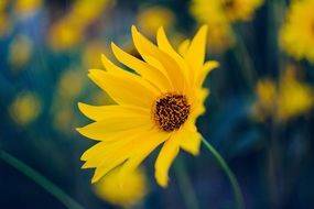 daisy yellow bloom macro recording